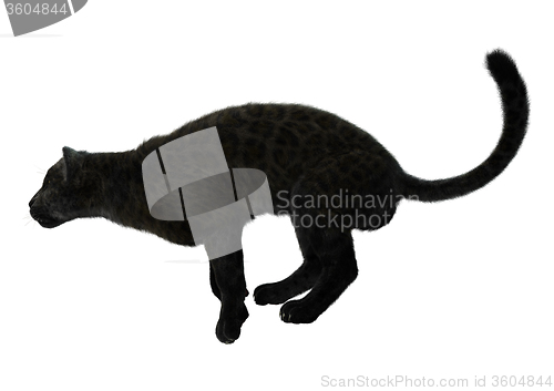 Image of Big Cat Black Panther