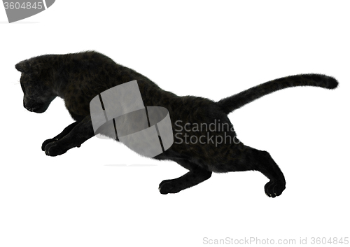 Image of Big Cat Black Panther