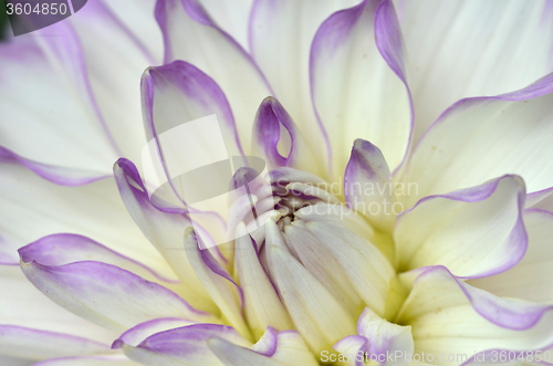 Image of White and purple Dahlia close-up