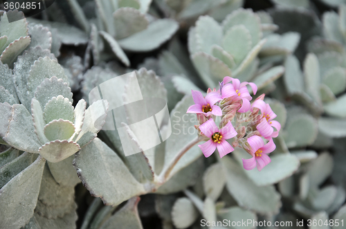 Image of Cactus in botanic garden