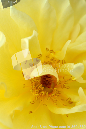 Image of Beautiful old-fashioned yellow rose.