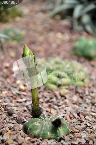 Image of Budding Gymnocalycium cactus flower