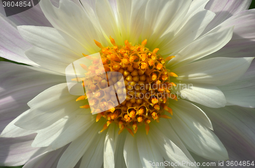 Image of Yellow and white daisy flower