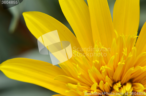 Image of Close-up of beautiful yellow chrysanthemum flowers