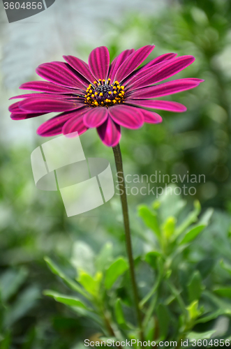 Image of Purple daisy flowers, Osteospermum