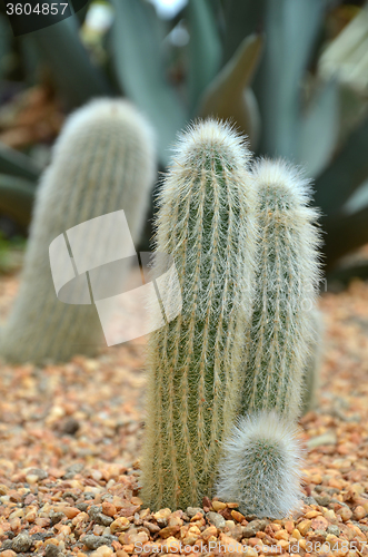 Image of Cleistocactus strausii 