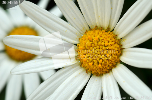 Image of Yellow and white daisy flower