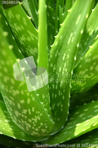 Image of Green aloe vera in the garden