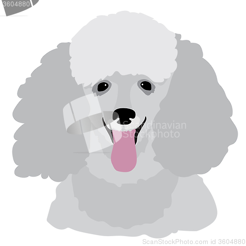 Image of Toy Poodle