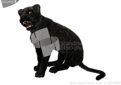 Image of Big Cat Black Panther