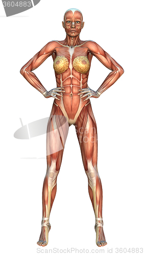 Image of Muscle Maps