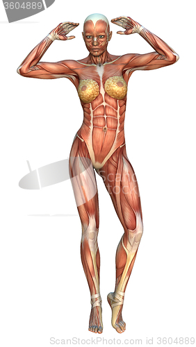 Image of Muscle Maps