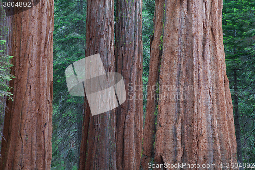 Image of Giant Sequoia redwood trees in Sequoia national park