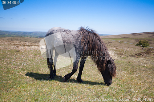 Image of Wild Exmoor Pony on the summer pasture,Great Britain