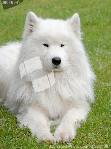 Image of Typical Russian white Samoyed dog