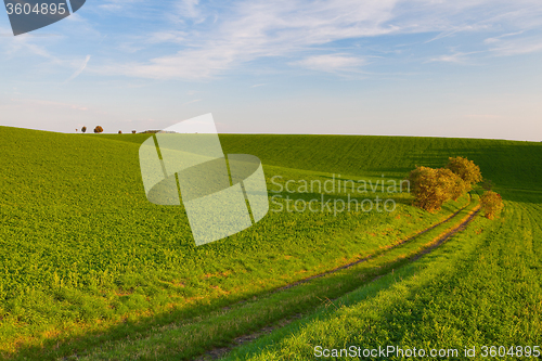 Image of Path between green fields