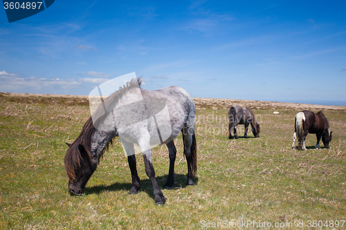 Image of Wild Exmoor Ponies on the summer pasture,Great Britain