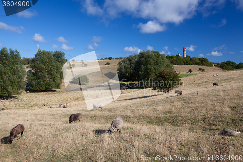 Image of On pasture at Cape Arcona, Ruegen Island