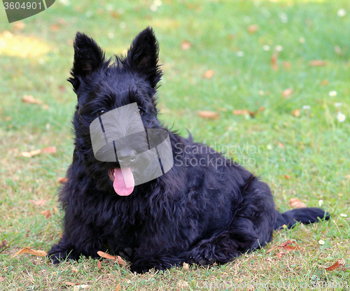 Image of Black Scottish Terrier in the garden