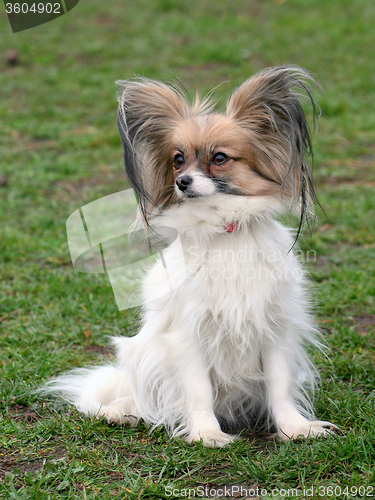 Image of Typical Young Papillon dog in the garden