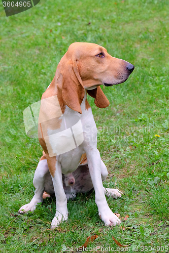 Image of Typical Swiss Hound -Schweizer Laufhund - on a green grass