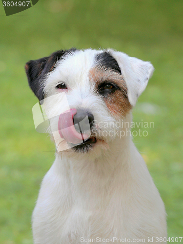 Image of Portrait of Parson Russell Terrier