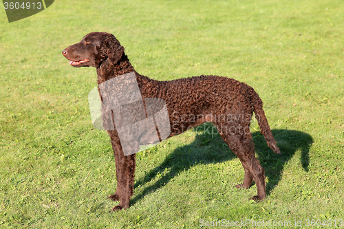 Image of Typical Curly Coated Retriever on a green grass