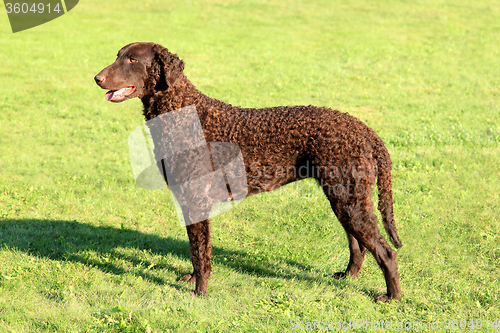 Image of Typical Curly Coated Retriever on a green grass