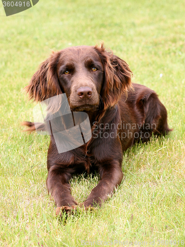 Image of Typical German Spaniel on a green grass lawn