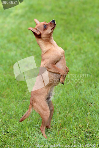 Image of Typical Prague Rat Hunter in the garden