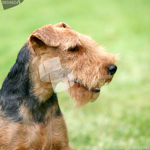 Image of Portrait of Welsh Terrier 