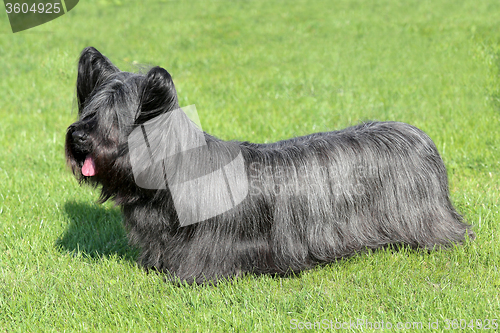 Image of Black Skye Terrier on a green grass lawn