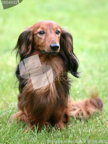 Image of Dachshund Standard Long-haired on a green grass