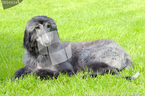 Image of Typical black Afghan Hound on a green grass lawn 