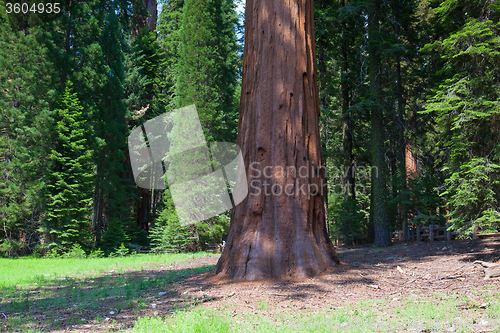 Image of Giant Sequoia redwood trees in Sequoia national park