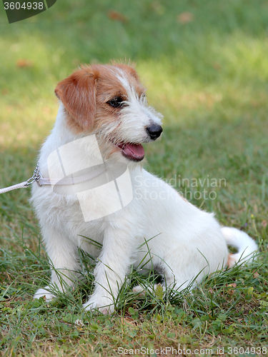 Image of Puppy of Jack Russell Terrier in the garden