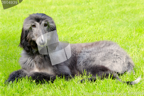 Image of Typical black Afghan Hound on a green grass lawn 