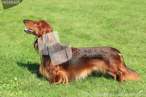 Image of Typical Red Dachshund  Long-haired in the garden