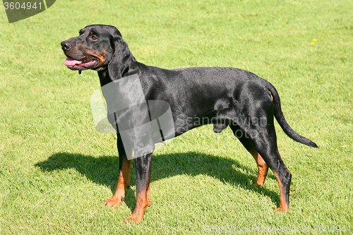 Image of Black Polish Hunting Dog