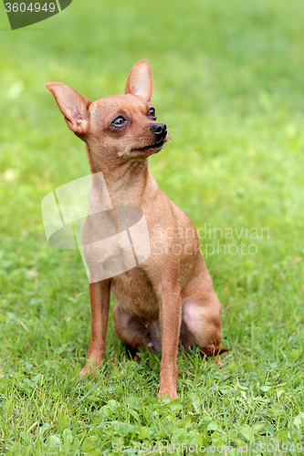 Image of Typical Prague Rat Hunter in the garden