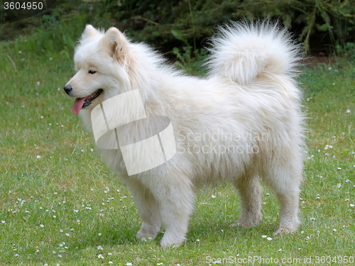 Image of Typical Russian white Samoyed dog
