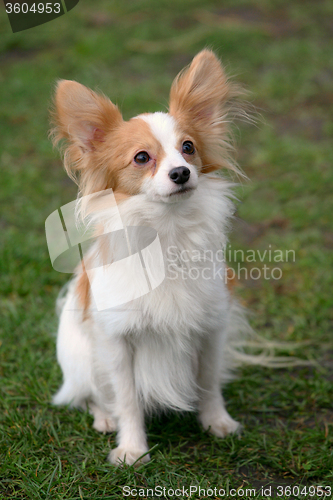 Image of Typical Young Papillon dog  in the garden