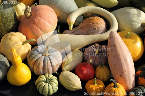 Image of Squash and pumpkins.