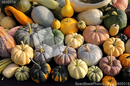 Image of Squash and pumpkins.