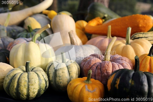 Image of Squash and pumpkins.