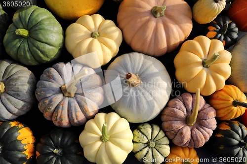 Image of Squash and pumpkins.