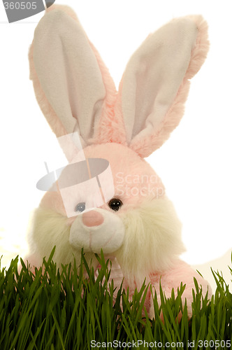 Image of Easter bunny