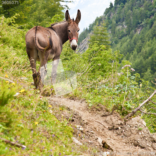 Image of Donkey on Italian Alps