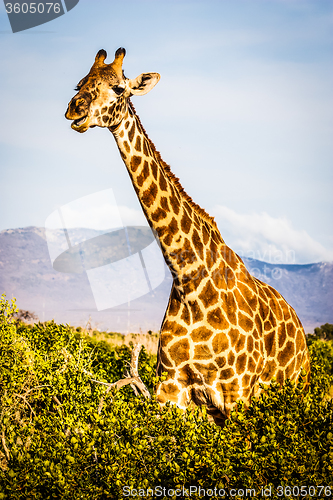 Image of Free Giraffe in Kenya