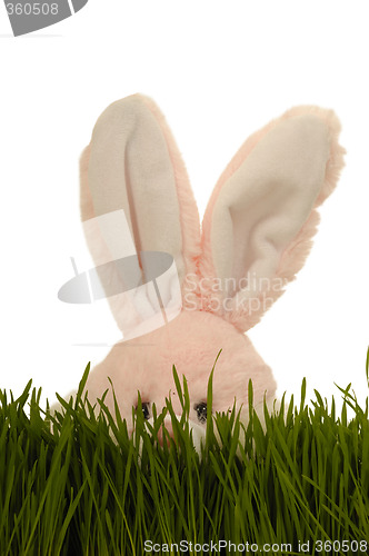 Image of Easter bunny